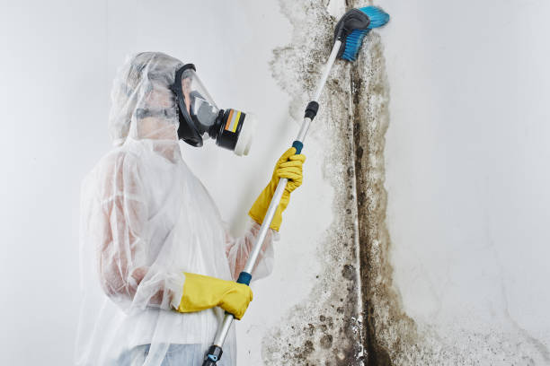 Best Attic Mold Removal  in Moody, AL