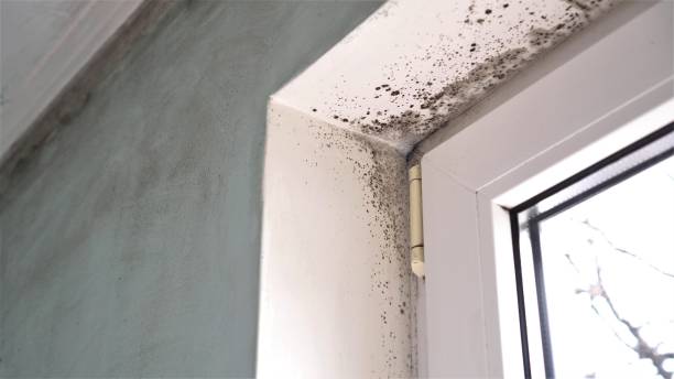 Crawl Space Mold Removal in Moody, AL