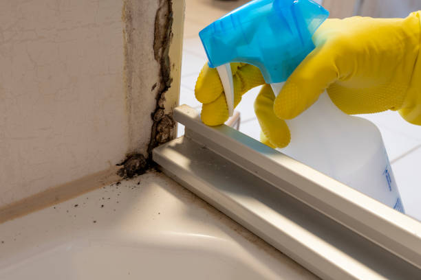 Trusted Moody, AL Mold Removal Experts