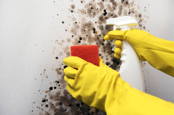 Best Emergency Mold Removal  in Moody, AL