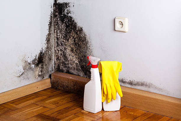 Best Crawl Space Mold Removal  in Moody, AL