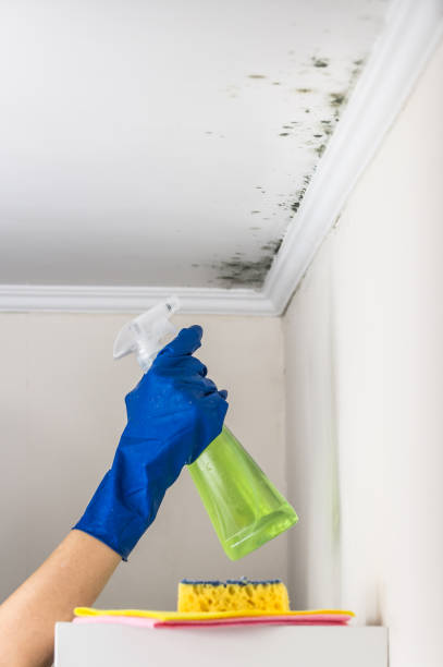 Best Mold Cleaning Services  in Moody, AL